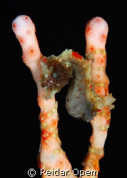 This pygmee was usually classified as Hippocampus Pontohi... by Reidar Opem 